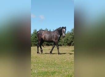 Franse rijpaarden, Ruin, 5 Jaar, 147 cm, Schimmel