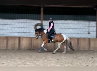 Franse rijpaarden, Ruin, 5 Jaar, 157 cm, Gevlekt-paard