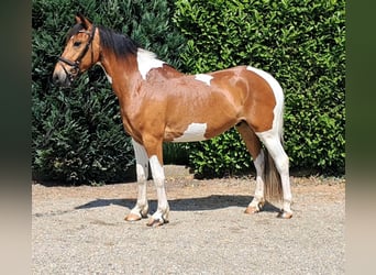 Franse rijpaarden, Ruin, 5 Jaar, 157 cm, Gevlekt-paard