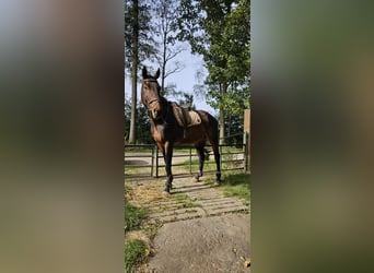 Französisches Reitpony, Wallach, 6 Jahre, 170 cm, Brauner