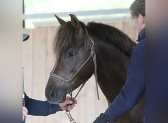 Franse rijpaarden, Ruin, 9 Jaar, 133 cm, Donkere-vos