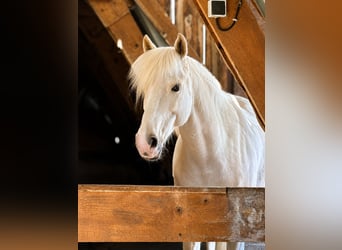 Franse rijpaarden, Ruin, 9 Jaar, 145 cm, Palomino