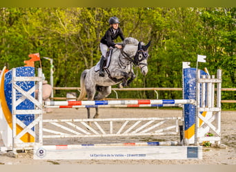 Fransk ridponny, Sto, 7 år, 149 cm, Grå