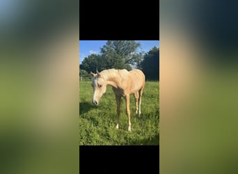 Fransk ridponny, Valack, 1 år, 143 cm, Palomino