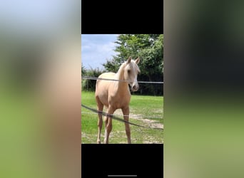 Fransk ridponny, Valack, 1 år, 143 cm, Palomino