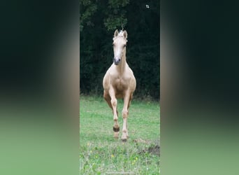 Fransk ridponny, Valack, 1 år, 143 cm, Palomino