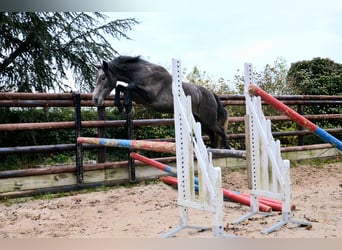 Fransk ridponny, Valack, 2 år, 145 cm, Grå