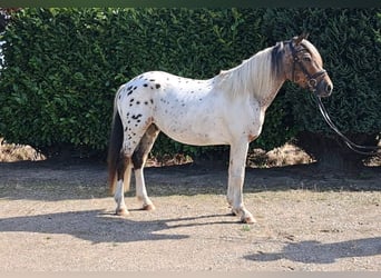 Fransk ridponny, Valack, 3 år, 149 cm, Leopard-Piebald