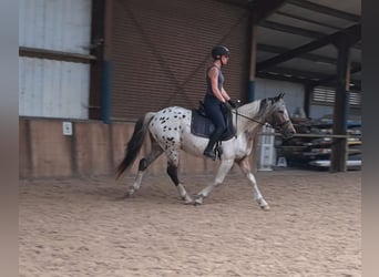 Fransk ridponny, Valack, 3 år, 149 cm, Leopard-Piebald