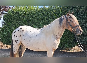 Fransk ridponny, Valack, 3 år, 149 cm, Leopard-Piebald