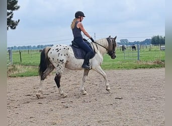 Fransk ridponny, Valack, 3 år, 149 cm, Leopard-Piebald