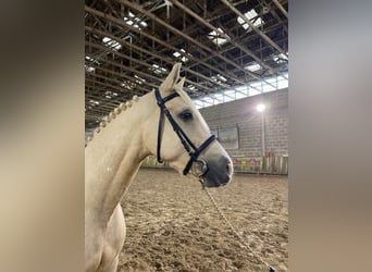 Fransk ridponny, Valack, 8 år, 146 cm, Black