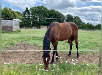 Fransk travare, Hingst, 3 år, 150 cm, Brun