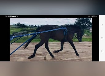 Fransk travare, Hingst, 3 år, 150 cm, Brun