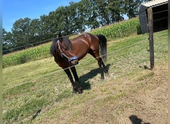 Fransk travare, Hingst, 3 år, 150 cm, Brun