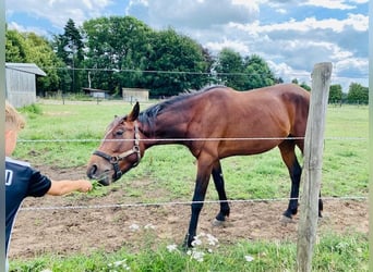 Fransk travare, Hingst, 3 år, 150 cm, Brun