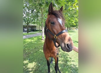 Fransk travare, Hingst, 3 år, 150 cm, Brun