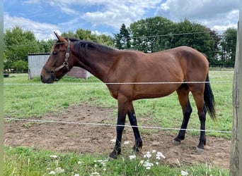 Fransk travare, Hingst, 3 år, 150 cm, Brun