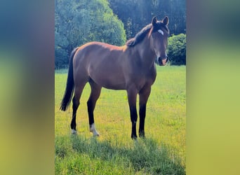 Fransk travare, Valack, 6 år, 155 cm, Brun