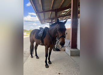 Fransk travare, Valack, 8 år, 165 cm, Brun