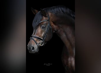 Hanoverian, Stallion, 16 years, 16.3 hh, Bay-Dark