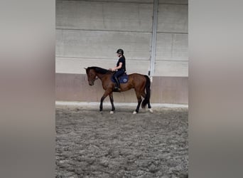 Französischer Traber, Hengst, 4 Jahre, 170 cm, Brauner