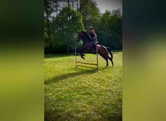 Französischer Traber, Hengst, 9 Jahre, 173 cm, Brauner