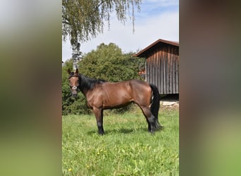 Französischer Traber, Stute, 10 Jahre, 157 cm, Brauner
