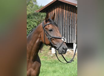 Französischer Traber, Stute, 10 Jahre, 157 cm, Brauner