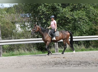 Französischer Traber, Stute, 10 Jahre, 157 cm, Brauner