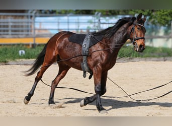 Französischer Traber, Stute, 10 Jahre, 162 cm, Brauner