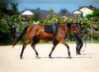 Französischer Traber, Stute, 10 Jahre, 162 cm, Brauner