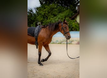 Französischer Traber, Stute, 10 Jahre, 162 cm, Brauner