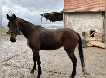 Französischer Traber, Stute, 11 Jahre, 165 cm, Brauner