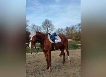 Französischer Traber, Stute, 12 Jahre, 160 cm, Fuchs