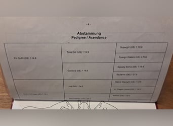 Französischer Traber, Stute, 14 Jahre, 153 cm, Brauner