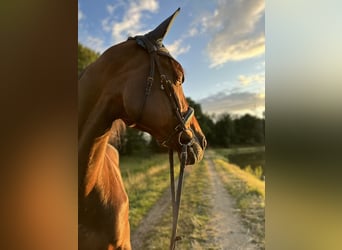 Französischer Traber, Stute, 16 Jahre, 165 cm, Dunkelbrauner