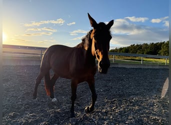 Französischer Traber, Stute, 16 Jahre, Dunkelbrauner