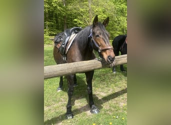 Französischer Traber, Stute, 18 Jahre, 164 cm, Dunkelbrauner