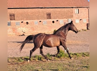 Französischer Traber, Stute, 19 Jahre, 155 cm, Brauner
