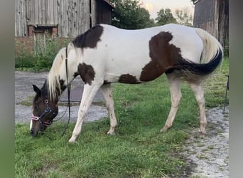 Französischer Traber Mix, Stute, 19 Jahre, 157 cm, Schecke