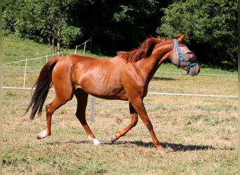 Französischer Traber, Stute, 3 Jahre, 152 cm, Fuchs
