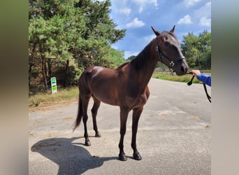 Französischer Traber, Stute, 3 Jahre, 160 cm, Rappe