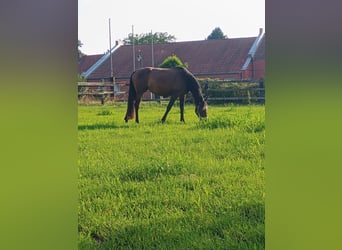 Französischer Traber, Stute, 4 Jahre, 155 cm, Brauner