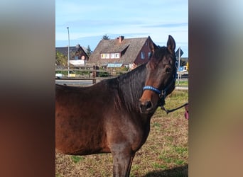 Französischer Traber, Stute, 4 Jahre, 155 cm, Brauner