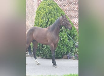 Französischer Traber, Stute, 4 Jahre, 162 cm, Brauner