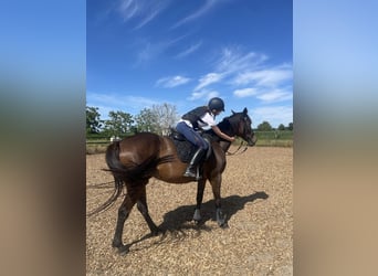 Französischer Traber Mix, Stute, 5 Jahre, 160 cm, Dunkelbrauner