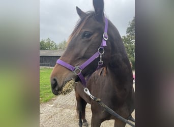 Französischer Traber Mix, Stute, 5 Jahre, 160 cm, Dunkelbrauner