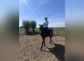 Französischer Traber Mix, Stute, 5 Jahre, 160 cm, Dunkelbrauner