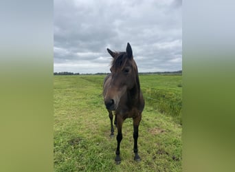 Französischer Traber Mix, Stute, 5 Jahre, 160 cm, Dunkelbrauner